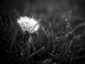 Preview wallpaper dandelion, fluff, bw, grass, close-up, dark