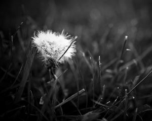 Preview wallpaper dandelion, fluff, bw, grass, close-up, dark