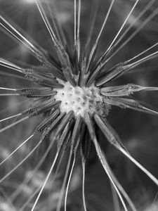 Preview wallpaper dandelion, fluff, close-up