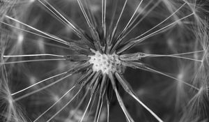 Preview wallpaper dandelion, fluff, close-up