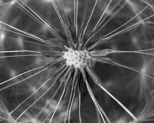 Preview wallpaper dandelion, fluff, close-up