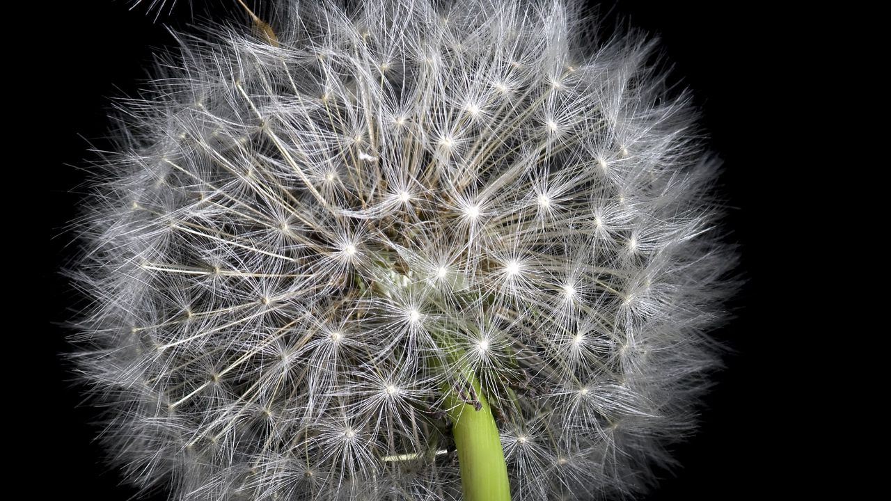 Wallpaper dandelion, fluff, darkness, macro hd, picture, image