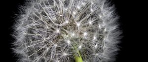 Preview wallpaper dandelion, fluff, darkness, macro