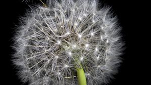 Preview wallpaper dandelion, fluff, darkness, macro