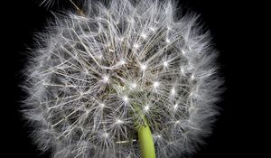 Preview wallpaper dandelion, fluff, darkness, macro