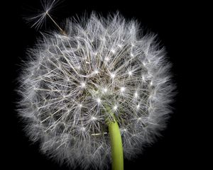 Preview wallpaper dandelion, fluff, darkness, macro