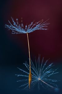 Preview wallpaper dandelion, fluff, drops, macro