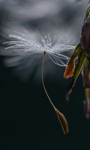 Preview wallpaper dandelion, fluff, drops, macro, flower