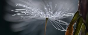 Preview wallpaper dandelion, fluff, drops, macro, flower