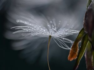 Preview wallpaper dandelion, fluff, drops, macro, flower