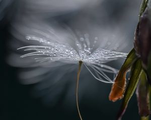 Preview wallpaper dandelion, fluff, drops, macro, flower