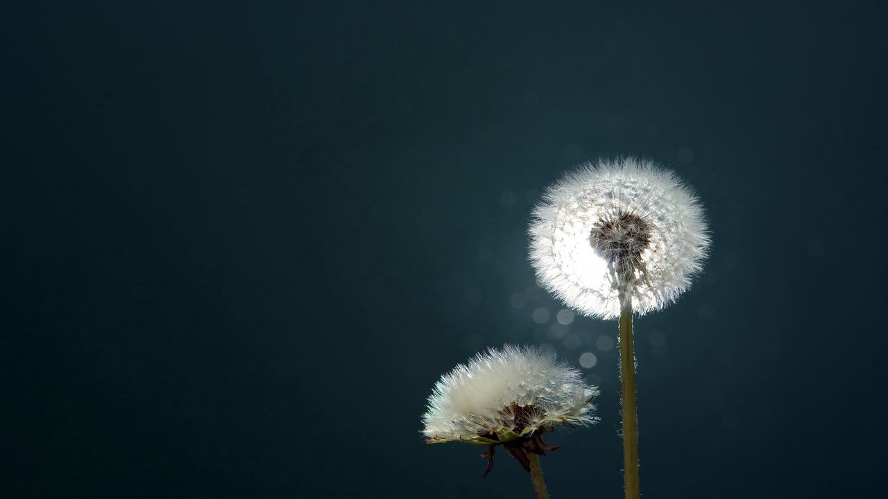 Wallpaper dandelion, fluff, fall, light