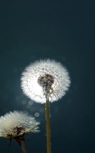 Preview wallpaper dandelion, fluff, fall, light