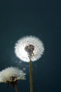 Preview wallpaper dandelion, fluff, fall, light