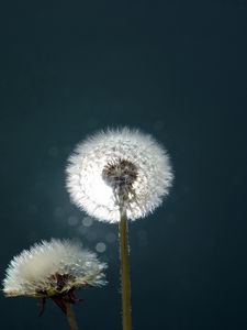 Preview wallpaper dandelion, fluff, fall, light