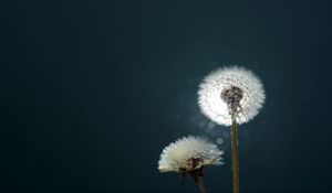 Preview wallpaper dandelion, fluff, fall, light