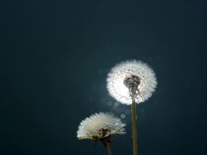 Preview wallpaper dandelion, fluff, fall, light