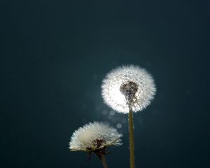 Preview wallpaper dandelion, fluff, fall, light