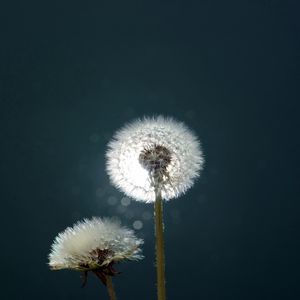 Preview wallpaper dandelion, fluff, fall, light