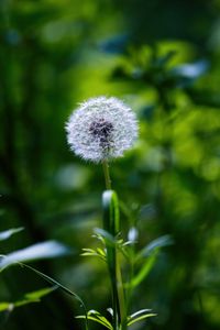 Preview wallpaper dandelion, fluff, flower, blur, plant