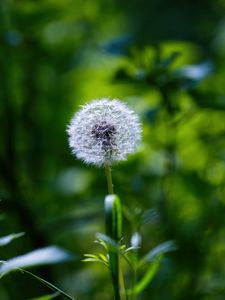 Preview wallpaper dandelion, fluff, flower, blur, plant