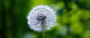 Preview wallpaper dandelion, fluff, flower, blur, plant