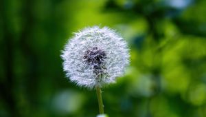 Preview wallpaper dandelion, fluff, flower, blur, plant