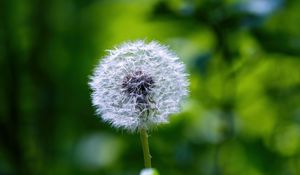 Preview wallpaper dandelion, fluff, flower, blur, plant