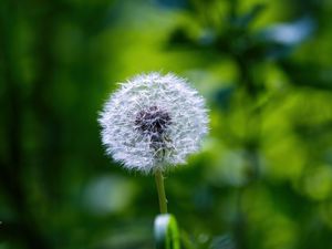 Preview wallpaper dandelion, fluff, flower, blur, plant