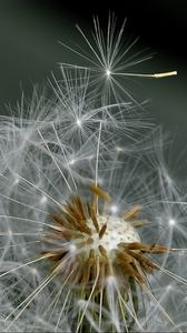 Preview wallpaper dandelion, fluff, flower