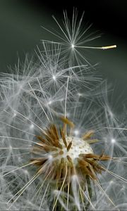 Preview wallpaper dandelion, fluff, flower