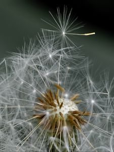 Preview wallpaper dandelion, fluff, flower