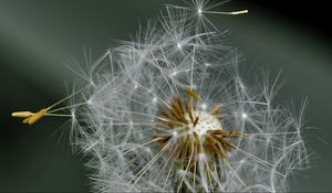 Preview wallpaper dandelion, fluff, flower