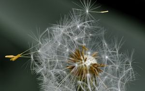 Preview wallpaper dandelion, fluff, flower