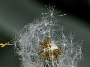 Preview wallpaper dandelion, fluff, flower