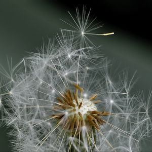 Preview wallpaper dandelion, fluff, flower