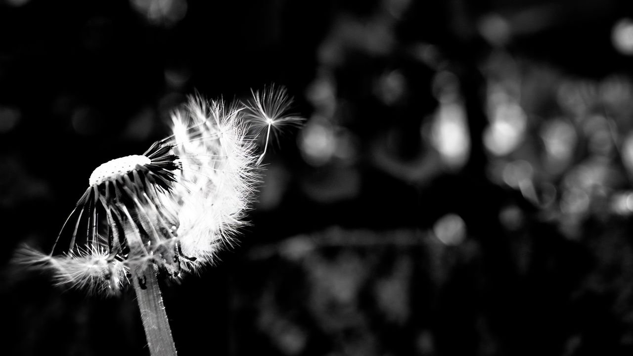 Wallpaper dandelion, fluff, flower, seeds, blur, bw