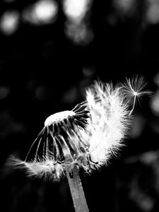 Preview wallpaper dandelion, fluff, flower, seeds, blur, bw