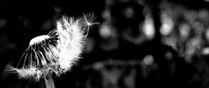 Preview wallpaper dandelion, fluff, flower, seeds, blur, bw