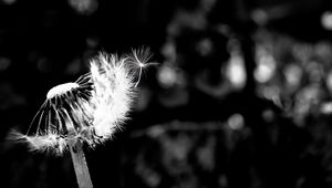 Preview wallpaper dandelion, fluff, flower, seeds, blur, bw