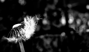 Preview wallpaper dandelion, fluff, flower, seeds, blur, bw