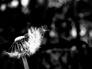 Preview wallpaper dandelion, fluff, flower, seeds, blur, bw