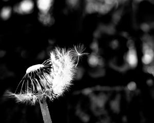 Preview wallpaper dandelion, fluff, flower, seeds, blur, bw