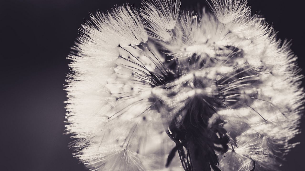 Wallpaper dandelion, fluff, flower, light, bw