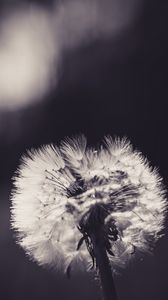 Preview wallpaper dandelion, fluff, flower, light, bw