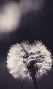 Preview wallpaper dandelion, fluff, flower, light, bw