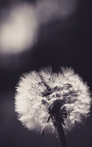 Preview wallpaper dandelion, fluff, flower, light, bw