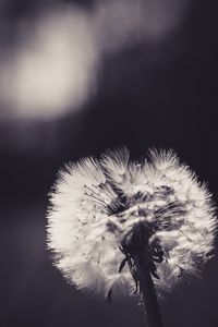 Preview wallpaper dandelion, fluff, flower, light, bw