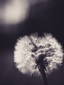 Preview wallpaper dandelion, fluff, flower, light, bw