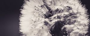 Preview wallpaper dandelion, fluff, flower, light, bw